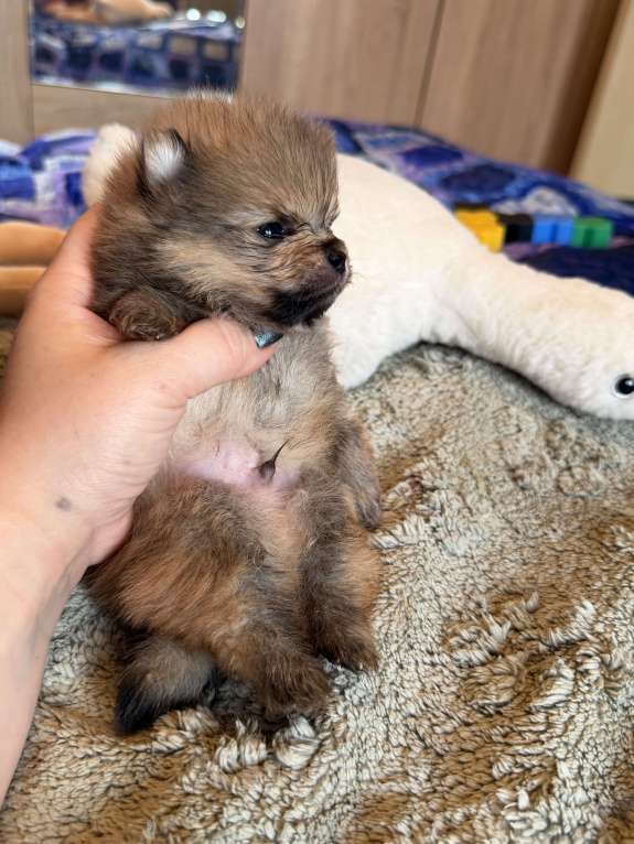 Собаки в других городах Московской области: Мини померашка мальчик Мальчик, 70 000 руб. - фото 2