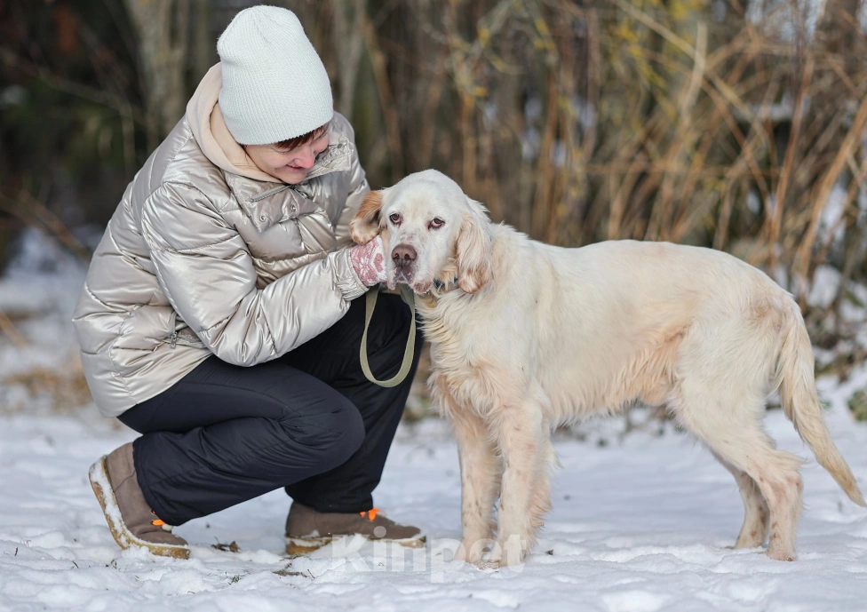 Собаки в Москве: Лео - конопатый ангел ищет семью  Мальчик, 1 000 руб. - фото 8