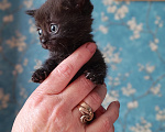 Кошки в Казани: Котята в добрые руки Разнополые, Бесплатно - фото 3