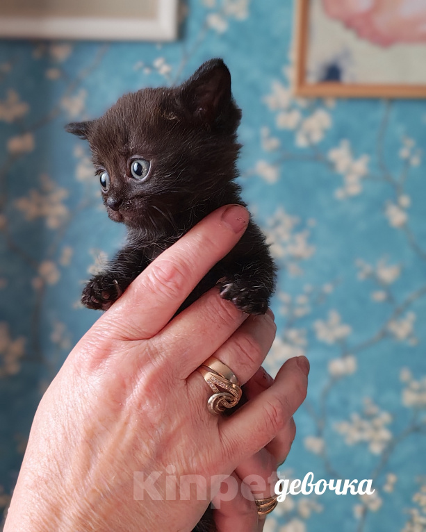Кошки в Казани: Котята в добрые руки Разнополые, Бесплатно - фото 3