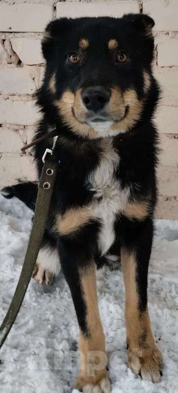 Собаки в Липецке: Дружок  Мальчик, Бесплатно - фото 2