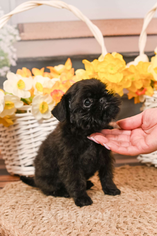 Собаки в Санкт-Петербурге: Щенок Бельгийского гриффона, мальчик Мальчик, 45 000 руб. - фото 7