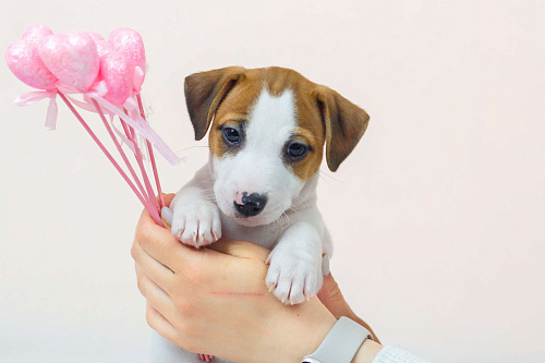 Объявление: Очаровательный щенок Джек Рассел терьер, 40 000 руб., Красногорск