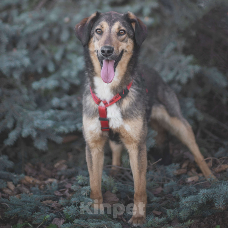Собаки в Москве: Миса Девочка, Бесплатно - фото 2