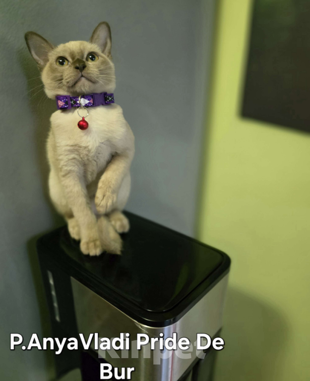 Кошки в Ореховом-Зуево: Кошка европейская бурма шоколадный окрас Девочка, 45 000 руб. - фото 4