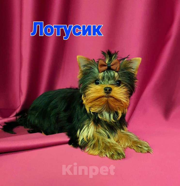 Собаки в Москве: ЙОРКШИРЯТА РКФ Мальчик, 80 000 руб. - фото 2
