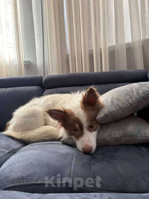 Собаки в Москве: Прелестная собачка Лиза в добрые руки Девочка, Бесплатно - фото 4