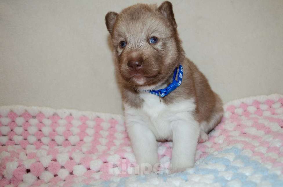 Собаки в Екатеринбурге: Девочки хаски РКФ Девочка, 45 000 руб. - фото 6