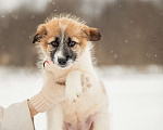 Собаки в других городах Московской области: Щенок в добрые руки Девочка, Бесплатно - фото 6