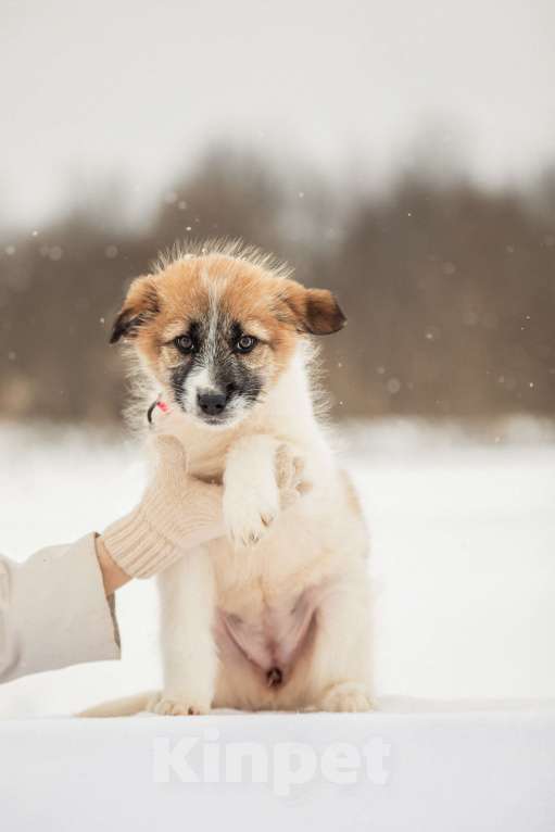 Собаки в других городах Московской области: Щенок в добрые руки Девочка, Бесплатно - фото 6
