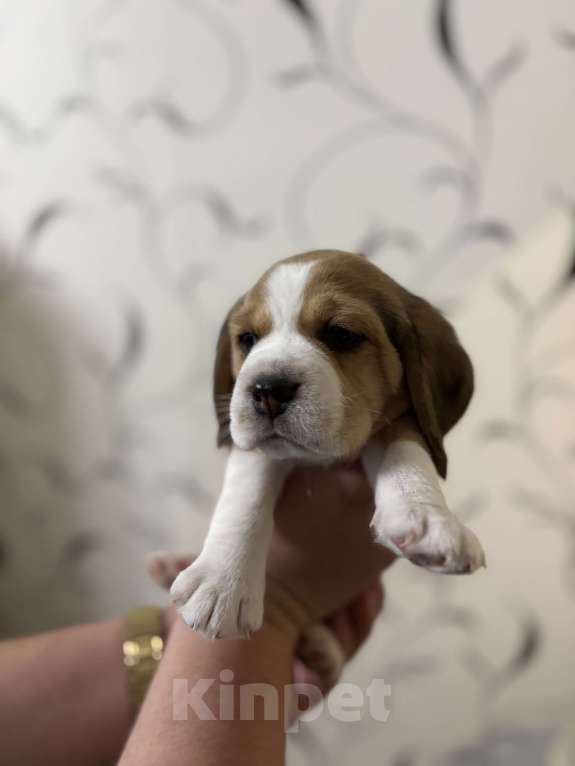 Собаки в Белгороде:  Бигль 04.01.2025 г.р девочка Девочка, 30 000 руб. - фото 2