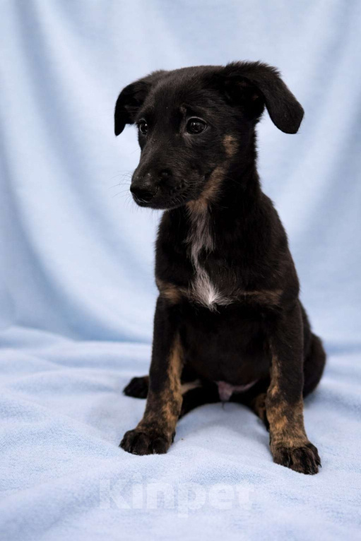 Собаки в Москве: Щенок мальчик Элвис ищет дом Мальчик, Бесплатно - фото 10