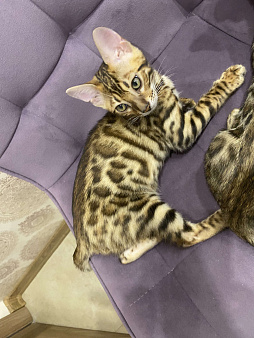 Бенгальские котята ben 24