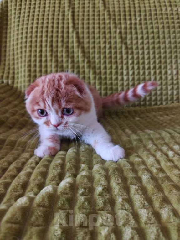 Кошки в Москве: котик Мальчик, 35 000 руб. - фото 1