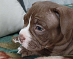 Собаки в других городах Ростовской области: Американский булли  Мальчик, 80 000 руб. - фото 3