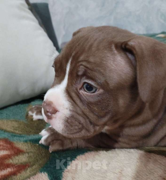 Собаки в других городах Ростовской области: Американский булли  Мальчик, 80 000 руб. - фото 3