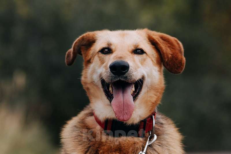 Собаки в Москве: Брошенная плохими хозяевами умница Сима ищет дом Девочка, 1 руб. - фото 6