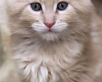 Кошки в Ливны: Малявочки, 20 000 руб. - фото 8