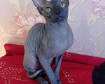 Кошки в Армавире: Канадский Сфинкс котенок, 10 000 руб. - фото 1