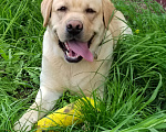 Собаки в Самаре: Брутальный лабрадор для вязки Мальчик, 30 руб. - фото 3