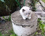 Кошки в Химках: Котята крысоловы Разнополые, Бесплатно - фото 4