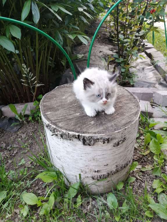 Кошки в Химках: Котята крысоловы Разнополые, Бесплатно - фото 4