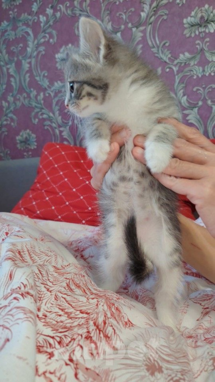 Кошки в других городах Московской области: Котенок Девочка, Бесплатно - фото 1