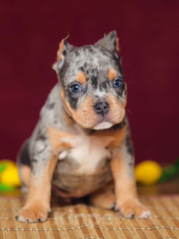Собаки в Обнинске: Девочка булли голубой мрамор мерле с подпалом Девочка, 150 000 руб. - фото 2