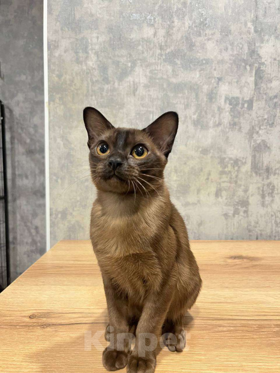 Кошки в Казани: Европейская бурма Девочка, 50 000 руб. - фото 2