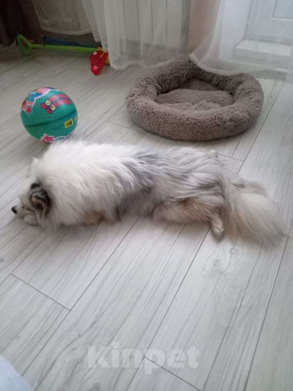 Собаки в Санкт-Петербурге: Замечательный шпицемальчик срочно ищет семью Мальчик, 14 000 руб. - фото 3