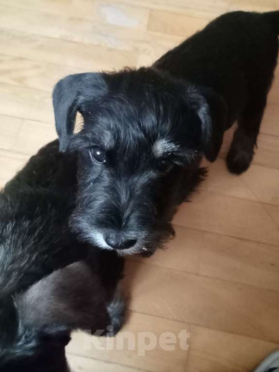 Собаки в Москве: Щенок цвергшнауцера Девочка, Бесплатно - фото 5