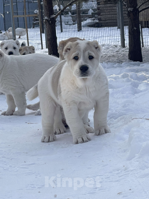 Собаки в Омске: Щенки  Среднеазиатская овчарка  Девочка, 35 000 руб. - фото 3