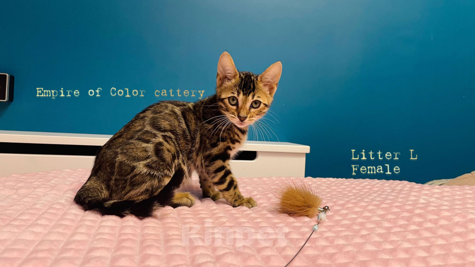 Кошки в Краснодаре: Лаура. Бенгальская кошечка Девочка, 65 000 руб. - фото 6