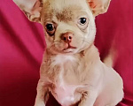 Собаки в Санкт-Петербурге: Малыш Чих Мальчик, 35 000 руб. - фото 1