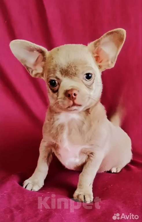 Собаки в Санкт-Петербурге: Малыш Чих Мальчик, 35 000 руб. - фото 1