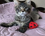 Кошки в Санкт-Петербурге: Прекрасные котята мейн кун  из питомника Wild Soul  Девочка, 35 000 руб. - фото 3