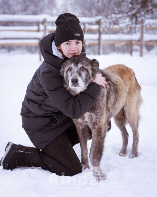 Собаки в Москве: Красивая и мудрая собака ищет дом Девочка, Бесплатно - фото 5
