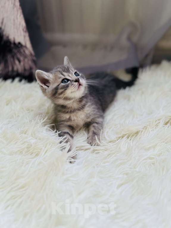 Кошки в Санкт-Петербурге: Шотландский котенок продажа Мальчик, 15 000 руб. - фото 8