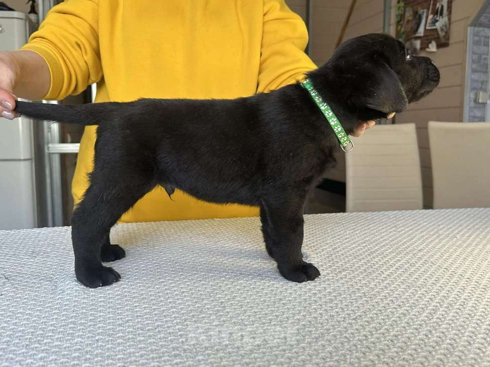 Собаки в других городах Московской области: Лабрадор ретривер Мальчик, 50 000 руб. - фото 3