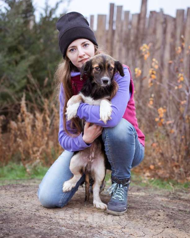 Собаки в Москве: Маленькая, скромная девочка живёт в приюте ищет дом Девочка, Бесплатно - фото 5