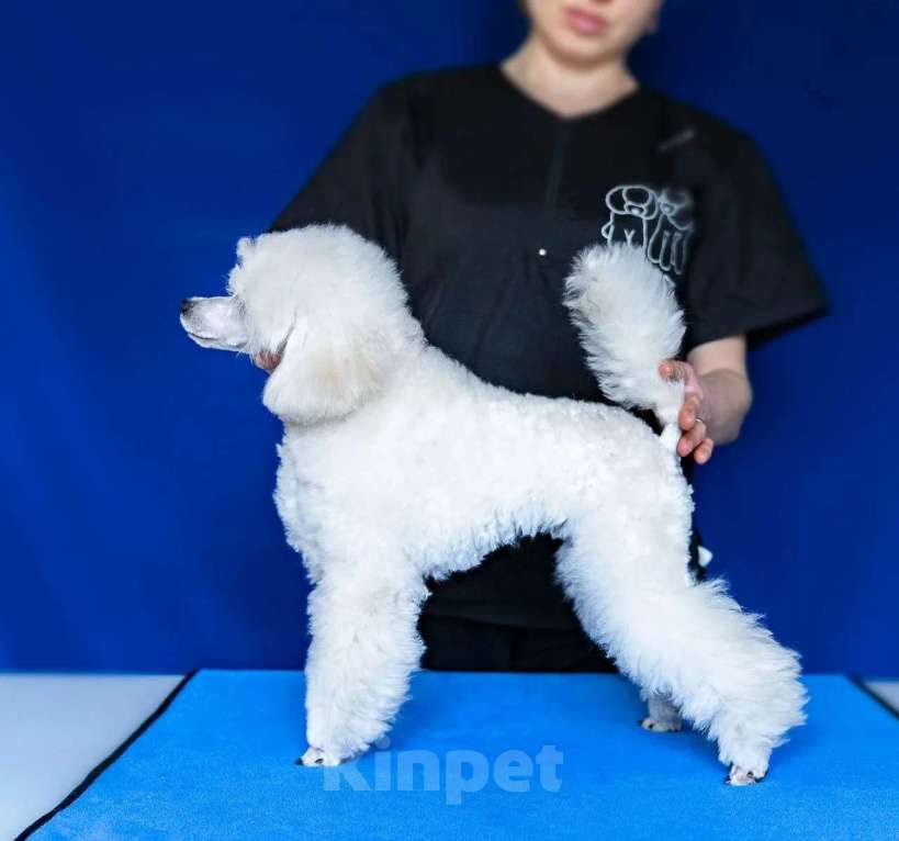 Собаки в Таганроге: Белоснежный мальчик Мальчик, 55 000 руб. - фото 3