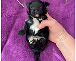 Собаки в Москве: Чёрный йорк мальчик бэби фейс Мальчик, 80 000 руб. - фото 1