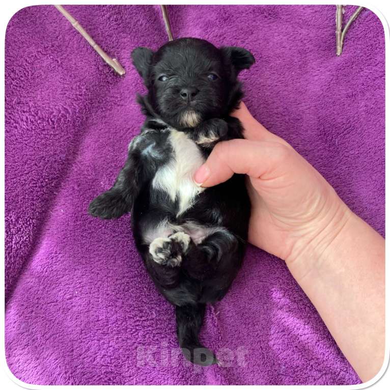 Собаки в Москве: Чёрный йорк мальчик бэби фейс Мальчик, 80 000 руб. - фото 1