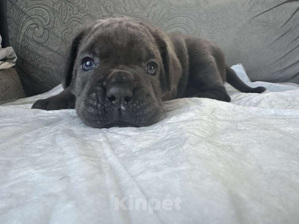 Собаки в других городах Московской области: Щенки кане-корсо Девочка, 45 000 руб. - фото 5