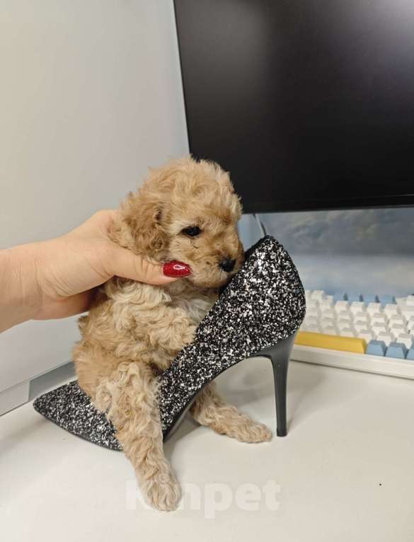 Собаки в Москве: Той-пудель карамель 🍫 Мальчик, 65 000 руб. - фото 5
