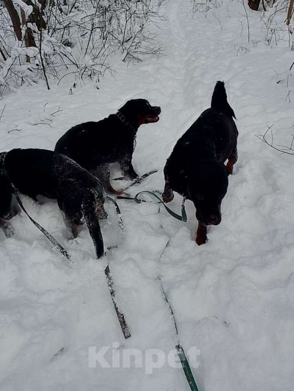 Собаки в Курске: Подросток ротвейлера Девочка, Бесплатно - фото 3