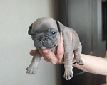Собаки в Москве: Французкий бульдог Мальчик, Бесплатно - фото 2