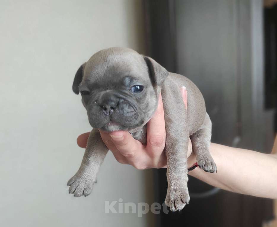 Собаки в Москве: Французкий бульдог Мальчик, Бесплатно - фото 2