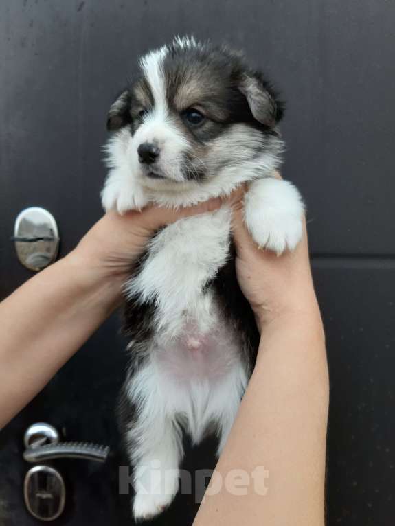 Собаки в Иваново: Вельш-корги пемброк, щенки РКФ Мальчик, 35 000 руб. - фото 1