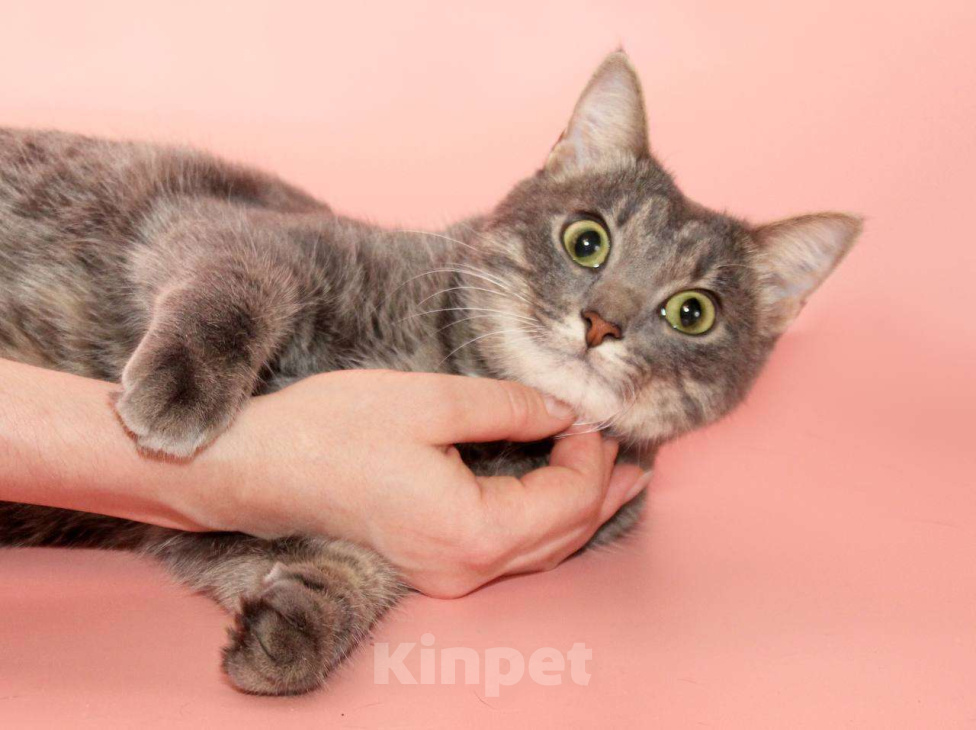 Кошки в Москве: Шанти - идеальная кошка для хороших людей Девочка, Бесплатно - фото 1